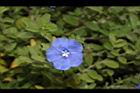 藍星花-花01.JPG