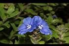 藍星花-花02.JPG