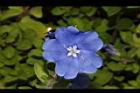 藍星花-花11.JPG