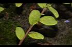 藍星花-葉序01.JPG
