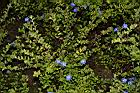 藍星花11.JPG