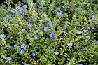 藍星花15.JPG