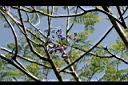 藍花楹-花0.jpg