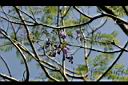 藍花楹-花1.jpg