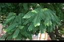 藍花楹-葉2.jpg