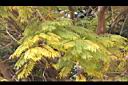 藍花楹-黃葉4.JPG