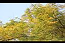 藍花楹-黃葉7.JPG