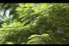 藍花楹-綠葉1.jpg