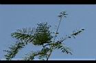 藍花楹-綠葉3.jpg