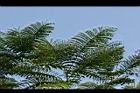藍花楹-綠葉4.jpg
