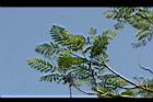 藍花楹-綠葉6.jpg