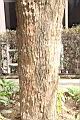 藍花楹-莖11.JPG