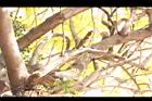 藍花楹-莖12.JPG