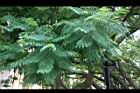 藍花楹-葉0.jpg