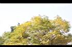 藍花楹-黃葉0.JPG