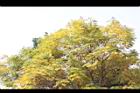 藍花楹-黃葉1.JPG