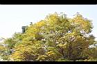 藍花楹-黃葉2.JPG
