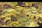 藍花楹-黃葉3.JPG