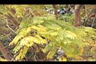 藍花楹-黃葉5.JPG