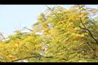 藍花楹-黃葉6.JPG
