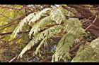 藍花楹-黃葉8.JPG