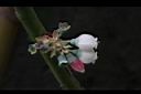 藍莓-花01.JPG