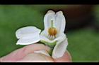 藍莓-花蕊00.JPG