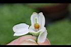 藍莓-花蕊01.JPG