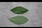 藍莓-葉02.JPG
