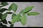 藍莓-葉序1.JPG