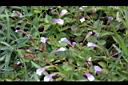 藍豬耳-花01.JPG
