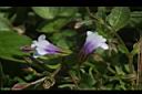 藍豬耳-花03.JPG