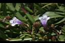 藍豬耳-花07.JPG