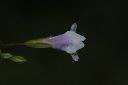 藍豬耳-花俯視0.JPG