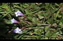 藍豬耳-花序02.JPG