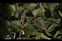 藍豬耳-莖02.JPG