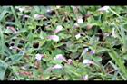 藍豬耳-花00.JPG