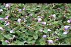 藍豬耳-花02.JPG