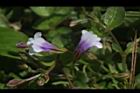 藍豬耳-花04.JPG
