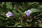 藍豬耳-花05.JPG