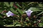 藍豬耳-花06.JPG
