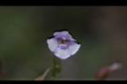 藍豬耳-花09.JPG