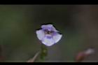 藍豬耳-花10.JPG