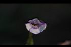 藍豬耳-花11.JPG
