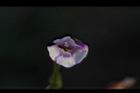 藍豬耳-花12.JPG