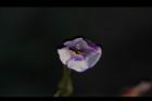 藍豬耳-花13.JPG