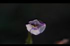 藍豬耳-花14.JPG