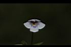 藍豬耳-花15.JPG