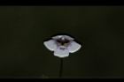 藍豬耳-花17.JPG