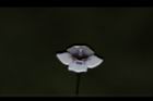 藍豬耳-花18.JPG